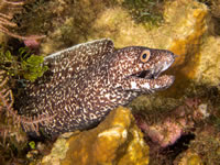 spotted moray